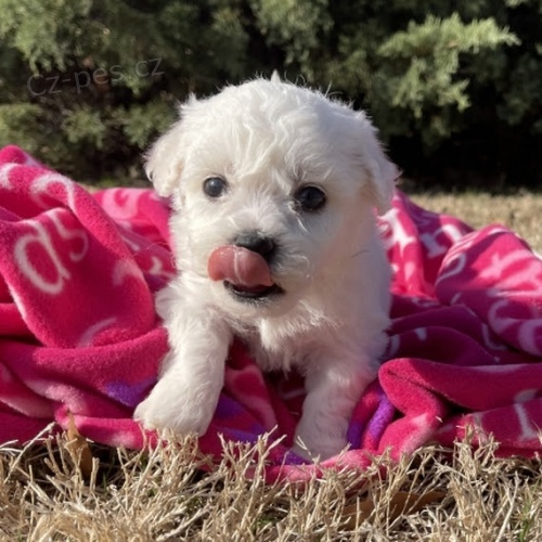 �t��ata Bichon frize jsou k dispozici a jsou nyn� p�ipravena k prodeji.