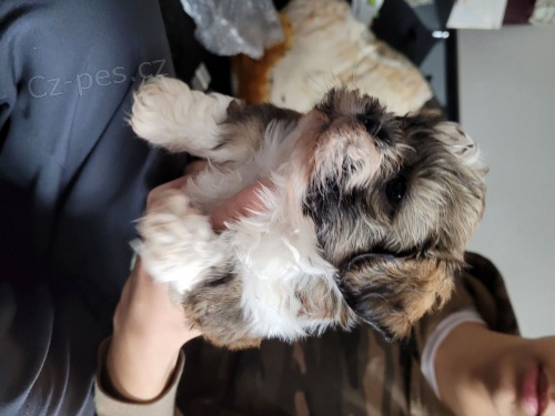 Kr�sn� �t��ata Shih Tzu