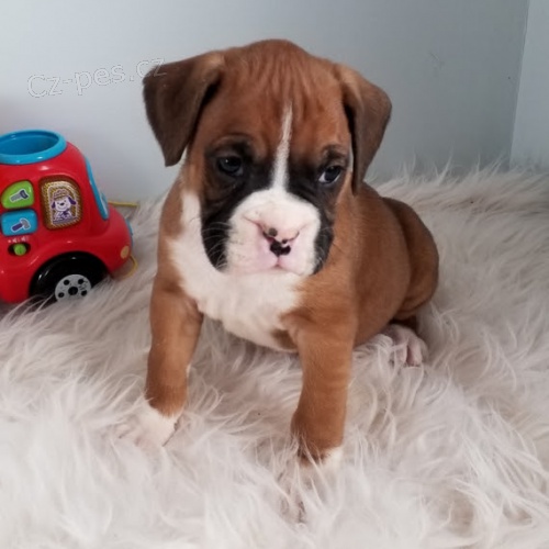 Kr�sn� �t��ata n�meck�ho boxera na prodej