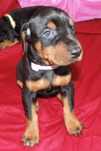 �t��ata dobermana na prodej.