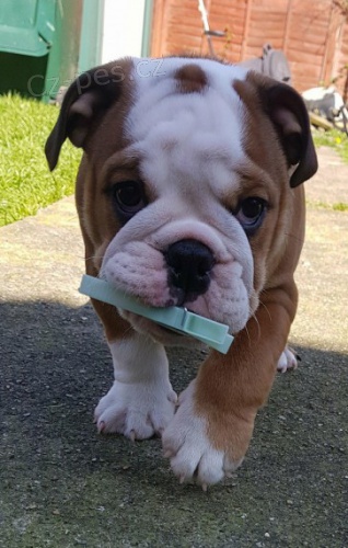 Kr�sn� a and�lsk� �t��ata anglick�ho buldoka na prodej