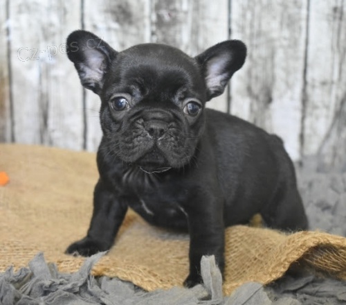 ZDRAV� a VAKCINOVAN� �t���tka francouzsk�ho buldo�ka na prodej.