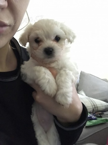 na prodej roztomil� a zdrav� maltsk� �t��ata.