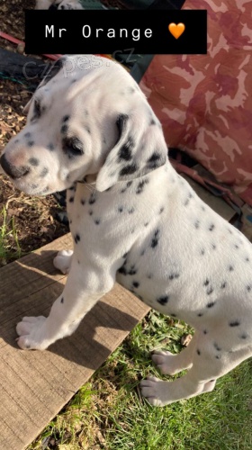 K� Registrovan� dalmatsk� �t��ata