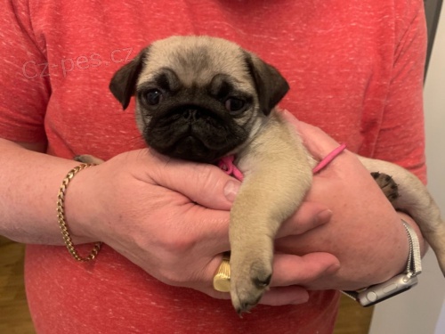 Mops� �t��ata jsou p�ipravena k rezervaci