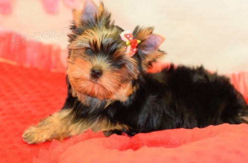 Fantastick� york��rsk� teri�r