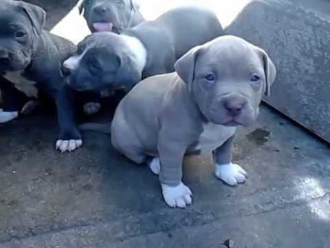 Ohromuj�c� �t��ata Pitbull