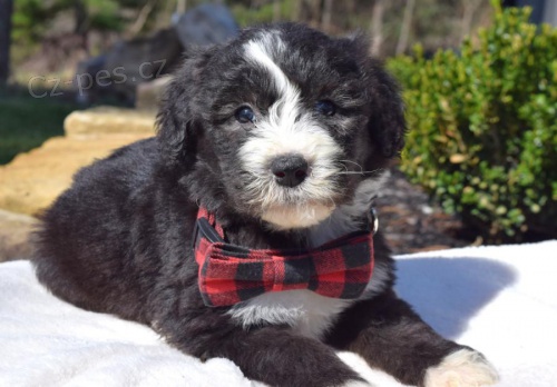 Jemn� Sheepadoodle