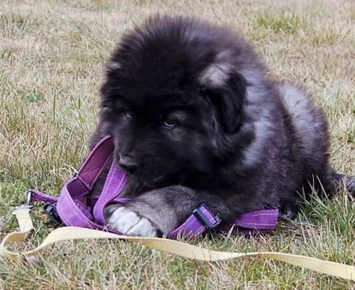 Kavkazsk� ov��k �t��ata