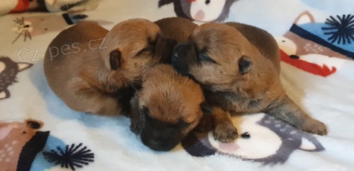 Kr�sn� Cairn teri�r