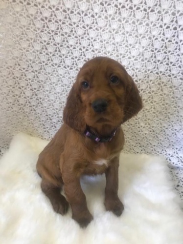 Irsk� setr �t��ata