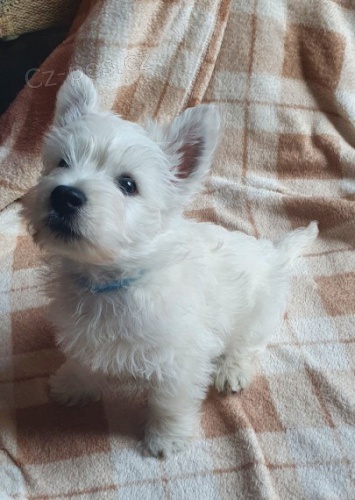 �t��ata West Highland Terrier