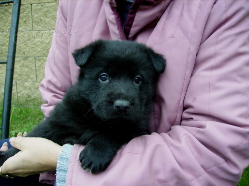 N�meck� ov��k �t��ata mohutn�