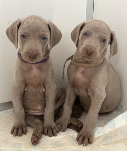 V�marsk� oha� �t��ata  Na prodej