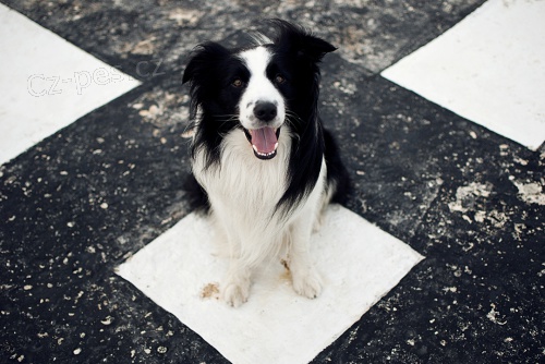 Nab�z�m ke kryt� border kolie s PP