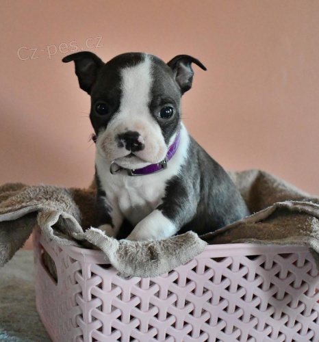 Sv�dn� bostonsk� teri�r