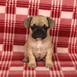 Sladk� francouzsk� buldok