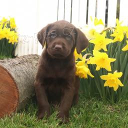 Vz�cn� labradorsk� retr�vr