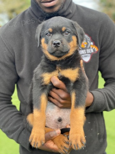 Pln�. n�meck� linie Rotvajler