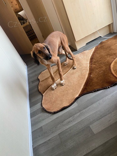 �ist� .�t��ata Saluki