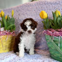 Jemn� Mini Aussiedoodle