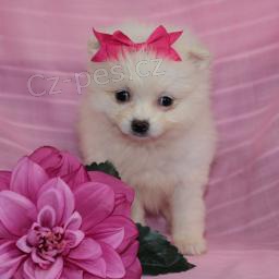 Jemn� Pomeranian