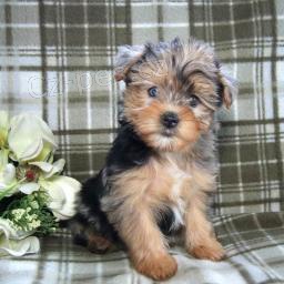 Okouzluj�c� Yorkiepoo