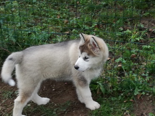 Alja�sk� d�ti Malamute .jsou k dispozici co nejd��ve
