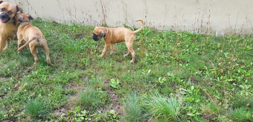 boxer �t��ata k dispozici pro nov� domovy