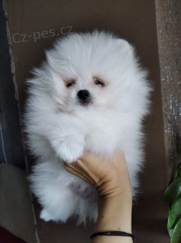 kr�sn� australsk� �t��ata pin�� k adopci