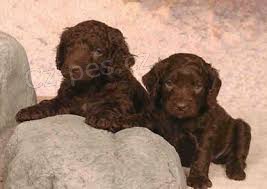 americk� vodn� pes