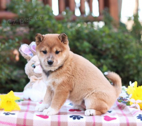 �t��ata Shiba Inu k adopci 