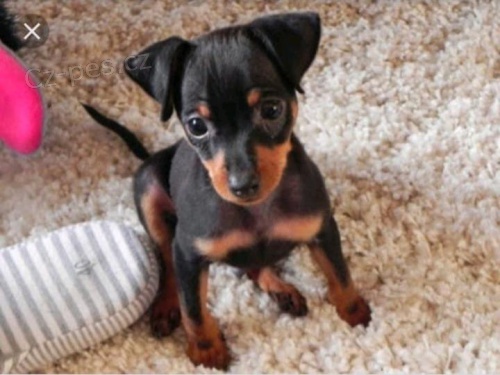 �t��ata Dobermann jsou nyn� k dispozici