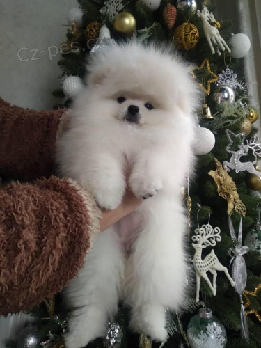 Kr�sn� d�rek pro pojmenarii k adopci zdarma, 