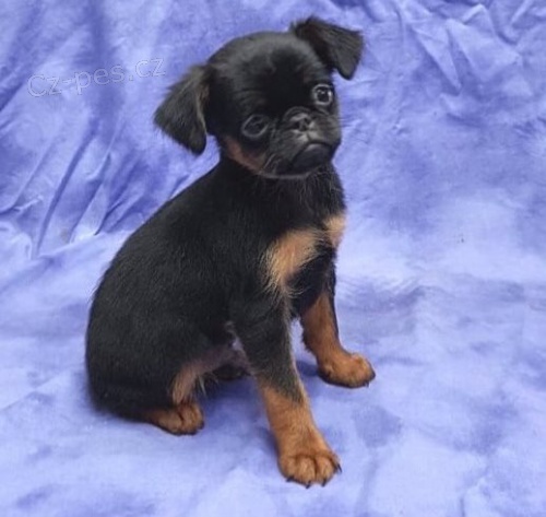 K dispozici �t��ata Bruselsk�ho Griffona