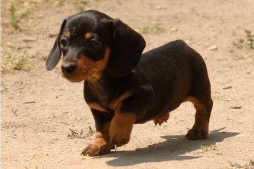 Kr�sn� d�rkov� pin� k adopci zdarma