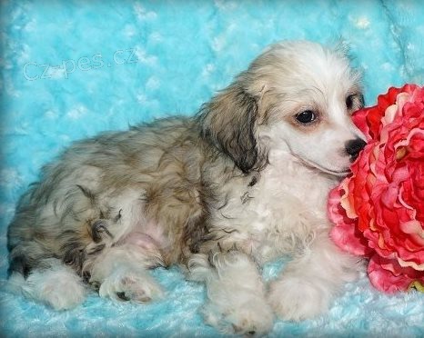 ��nsk� chocholat� �t��ata k adopci 