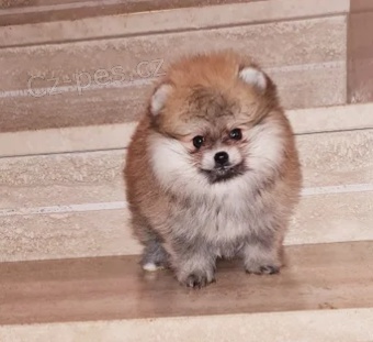 �t��ata n�meck�ch �pic� k adopci