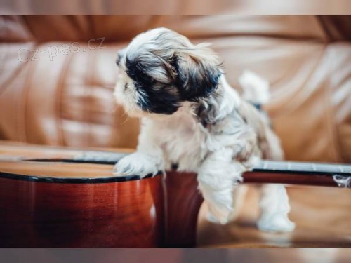 Bezkonkuren�n� Shih tzus Need Home