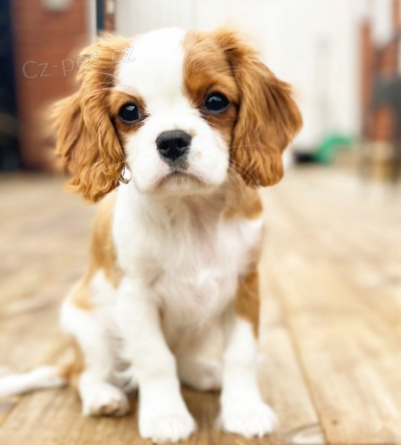 K dispozici �t��ata Super Cavalier King Charles Spaniel.