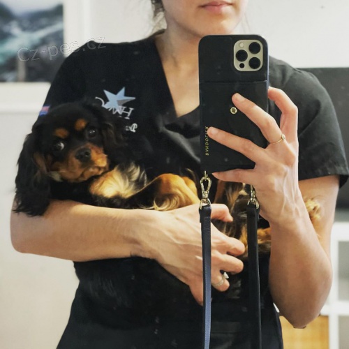 K dispozici �t��ata Super Cavalier King Charles Spaniel