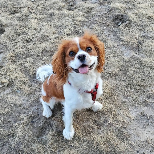 �t��ata kaval�r King Charles Spaniel k dispozici.