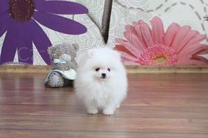 Pomeranian �t��ata na prodej