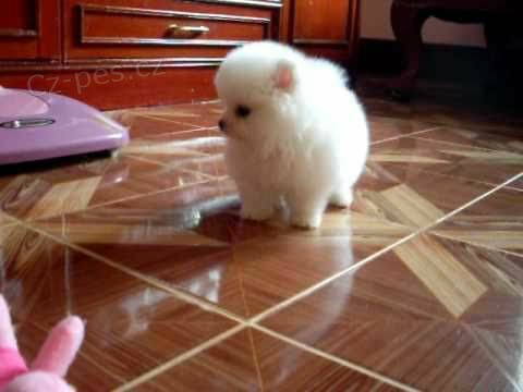 Rozko�n� �picl �t��ata na prodej.