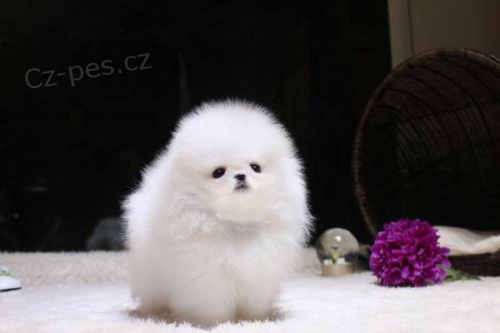 Mini ��lek pomeransk�ch �t��at k prodeji