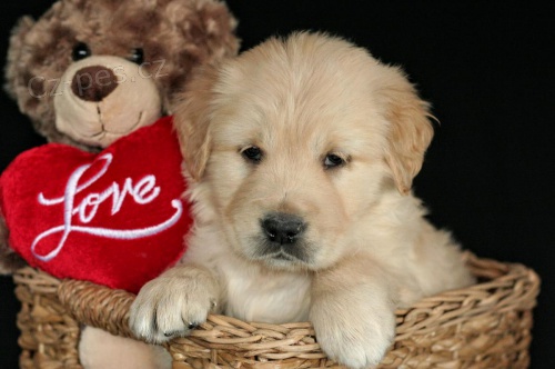 Zlat� retr�vr �t��ata