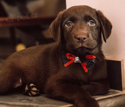Kr�sn� labradorsk� �t��ata