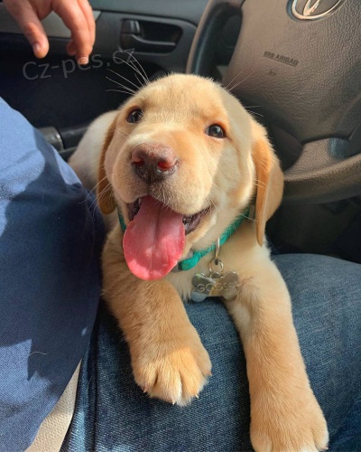 Kr�sn� �t���tka labrador� p�ipravena