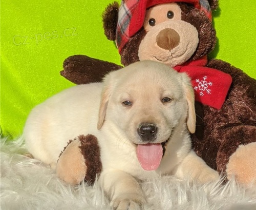 Kr�sn� �t��ata Labradoodle