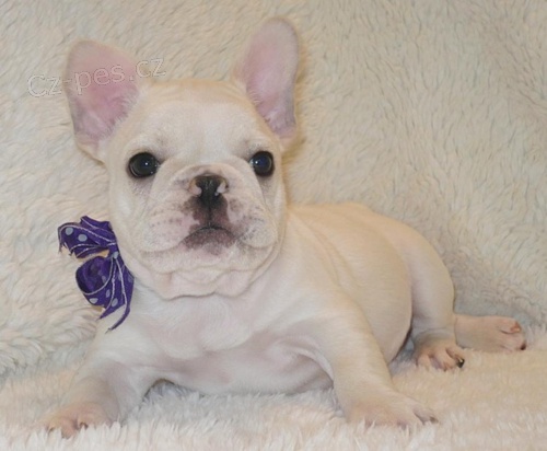 Francouzsk� buldo�ek �t��ata